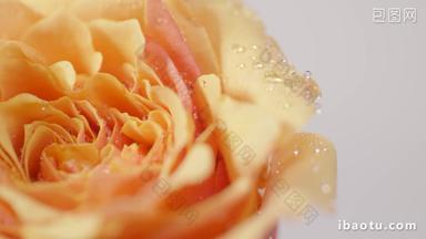 黄色橙色玫瑰鲜花精华特写实拍